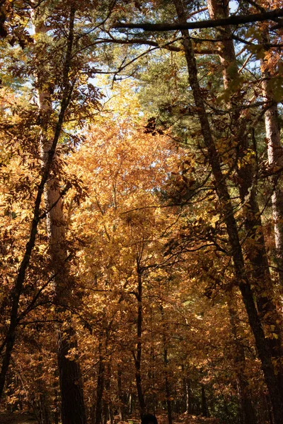 Vertikal Bild Torra Ormbunksblad Och Träd Park Med Solljuset Bakgrunden — Stockfoto