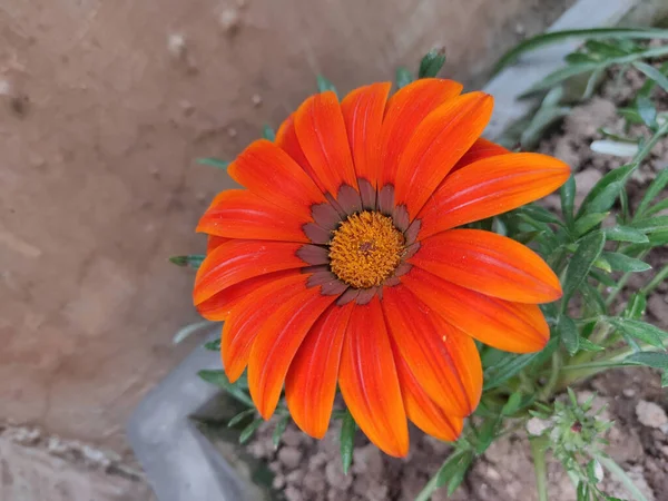 Избирательный Снимок Красивого Оранжевого Цветка Маргаритки — стоковое фото