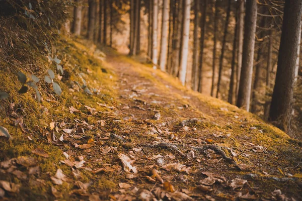 Sonbahar Ormanındaki Kurumuş Yaprakların Seçici Odak Noktası — Stok fotoğraf