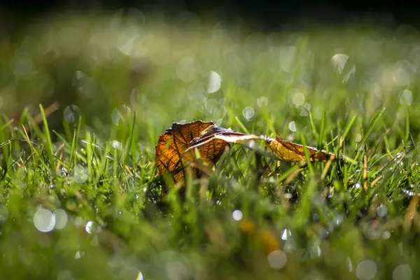 Selective Focus Weathered Leaf Green Grass — Stock Photo, Image