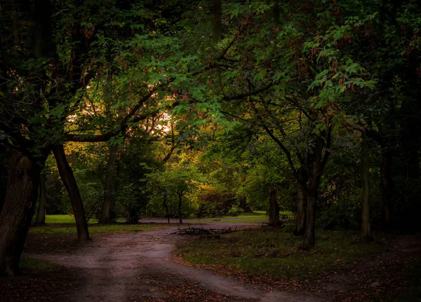 Stezka Vedoucí Temným Lesem — Stock fotografie