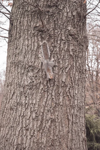 Ein Senkrechter Schuss Eines Eichhörnchens Das Die Treppe Hinunterläuft — Stockfoto