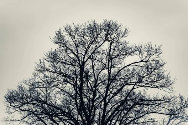 Ένα Κοντινό Πλάνο Ενός Μεγάλου Γυμνού Δέντρου — Φωτογραφία Αρχείου