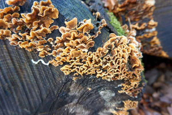 Een Close Shot Van Een Houtige Paddestoel Een Oude Boom — Stockfoto