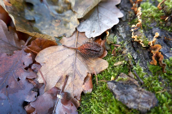Selective Focus Shot Chestnut Dry Shell Dried Autumn Leaves — Stock Photo, Image
