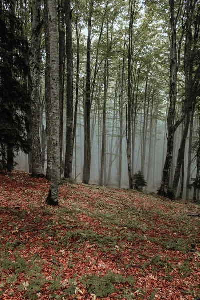 Colpo Verticale Alti Alberi Nella Foresta — Foto Stock