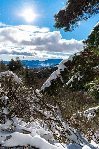 Uma Bela Paisagem Uma Paisagem Inverno Com Árvores Perenes — Fotografia de Stock