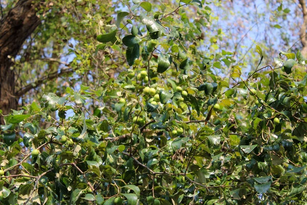 Uma Macieira Com Maçãs Verdes Crescendo Nela — Fotografia de Stock