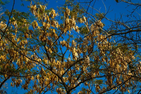 Frutti Albero Locusta Nera Contro Cielo Azzurro Chiaro — Foto Stock