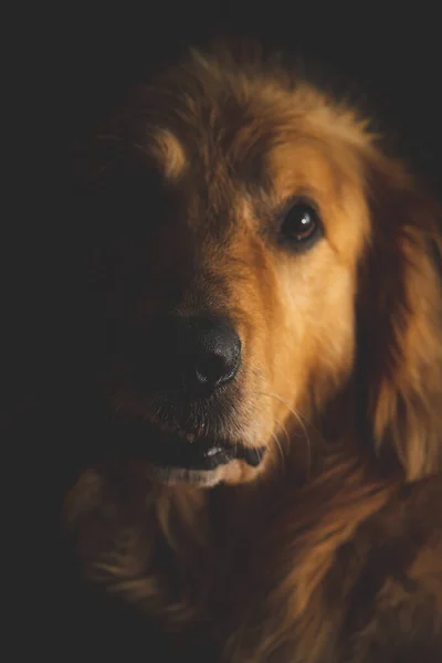 一个黄金猎犬的垂直镜头 — 图库照片