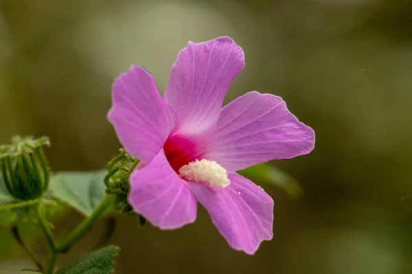 Selective Focus Shot Blooming Pink Flower Greenery — Stock Photo, Image