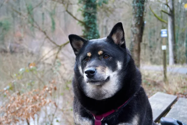 Egy Közeli Felvétel Fekete Shiba Inu Ról Béklyóval Előtt Egy — Stock Fotó