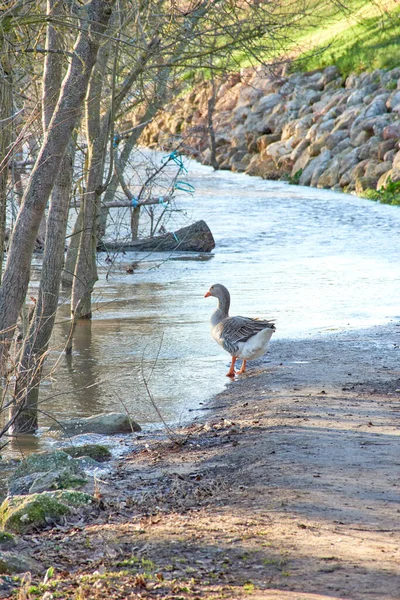 Eine Vertikale Aufnahme Einer Gans See — Stockfoto