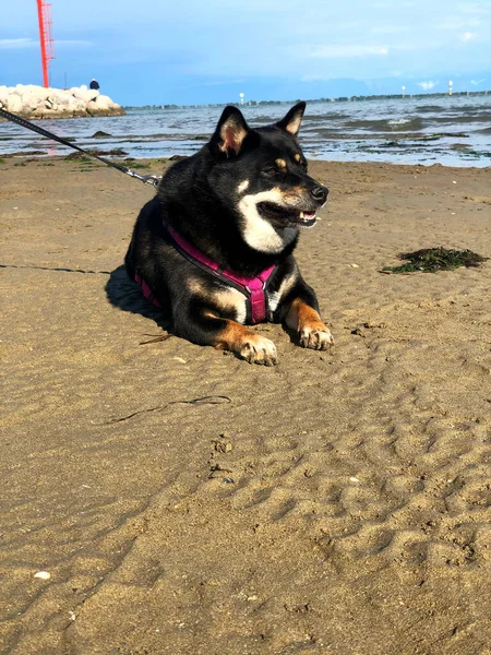 Colpo Verticale Nero Shiba Inu Con Imbracatura Seduta Una Riva — Foto Stock