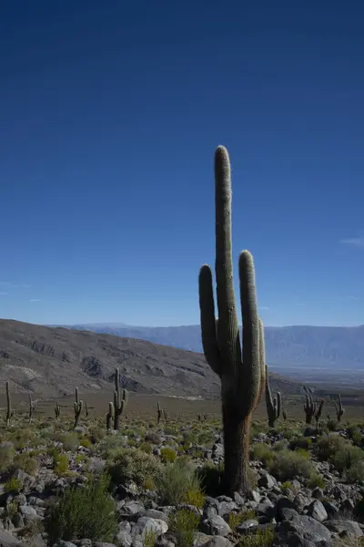 Disparo Vertical Cactus Desierto Fondo Del Cielo Azul Claro —  Fotos de Stock
