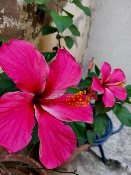 Eine Selektive Fokusaufnahme Schöner Rosafarbener Hibiskusblüten — Stockfoto