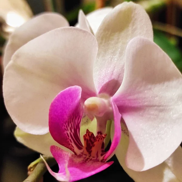 Tiro Seletivo Foco Orquídea Bonita Jardim — Fotografia de Stock