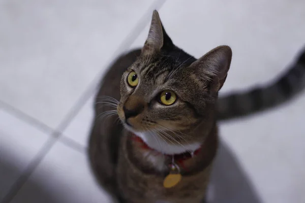Кіт Таббі Червоним Коміром Дивиться Свого Власника — стокове фото