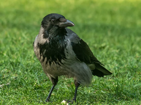 一只乌鸦在绿草上散步的特写镜头 — 图库照片