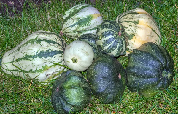 Gros Plan Courge Verte Dans Herbe — Photo