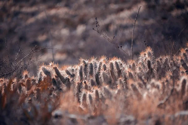 Primo Piano Della Crescita Cactus Oreocereus Trollii — Foto Stock