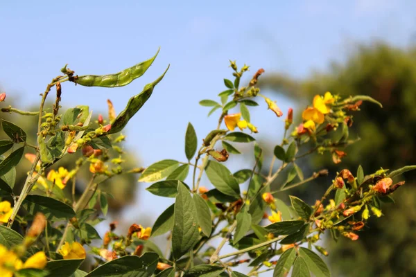 Tiro Foco Seletivo Uma Árvore Feijão Verde Com Flores Amarelas — Fotografia de Stock