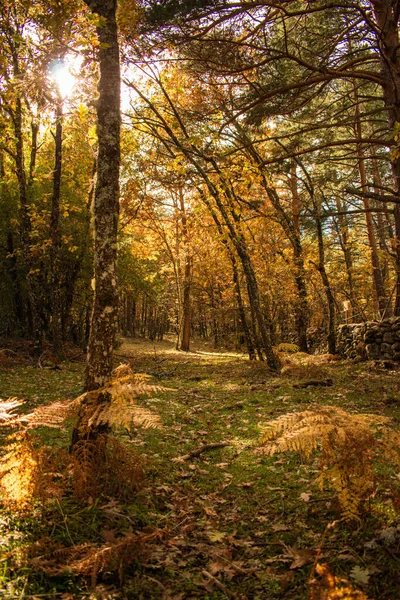 Güzel Bir Parkın Dikey Görüntüsü Bir Sürü Sonbahar Ağacı Güneş — Stok fotoğraf