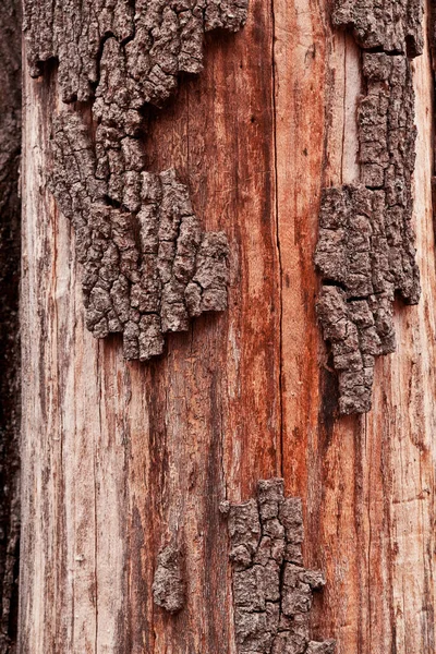 Detailní Záběr Drsného Kmene Stromu Oloupaným Povrchem — Stock fotografie