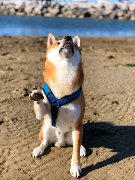 Colpo Verticale Marrone Shiba Inu Con Imbracatura Guardando Una Spiaggia — Foto Stock