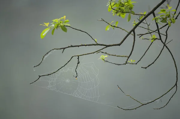木の枝にクモの巣のクローズアップ — ストック写真