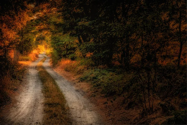 Une Belle Vue Sur Sentier Entouré Arbres Automne — Photo