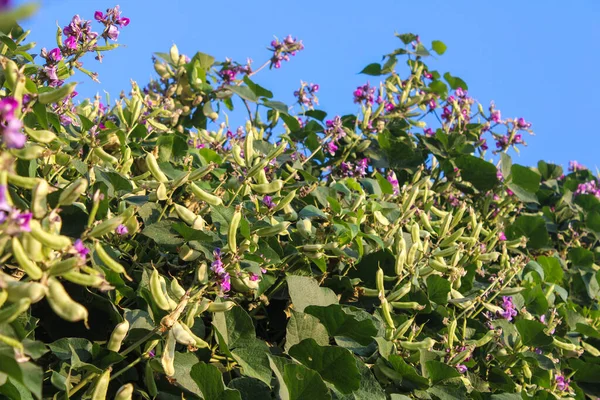 Primo Piano Albero Fagioli Giacinto Con Fagioli Fiori Viola — Foto Stock