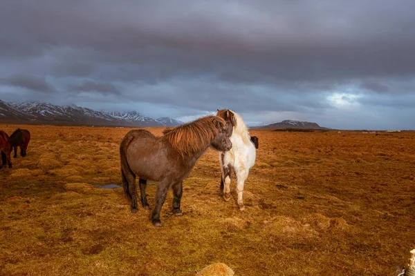 Grupo Cavalos Islandeses Com Montanhas Cobertas Neve Fundo — Fotografia de Stock