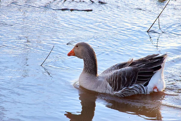 Goose Swimming Lake — Stock Photo, Image