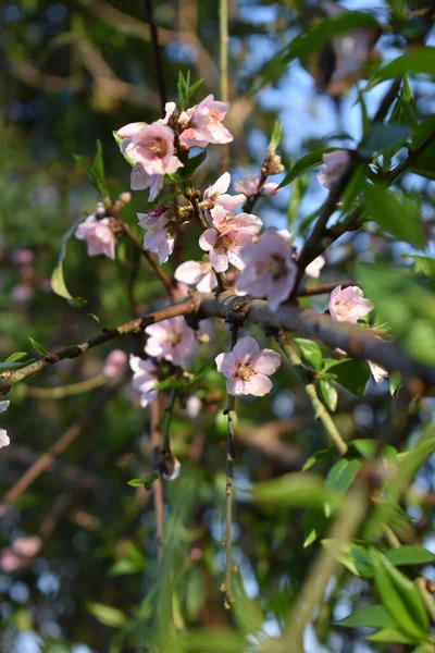 庭に咲く木の美しいピンクの花の選択的フォーカスショット — ストック写真