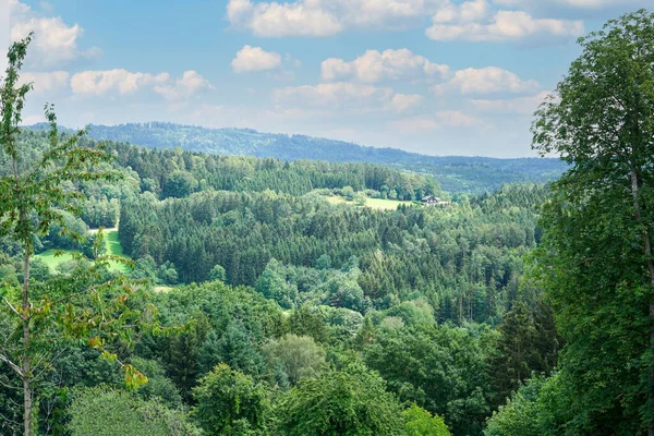 Una Vista Affascinante Lussureggiante Foresta Verde Sotto Cielo Nuvoloso — Foto Stock