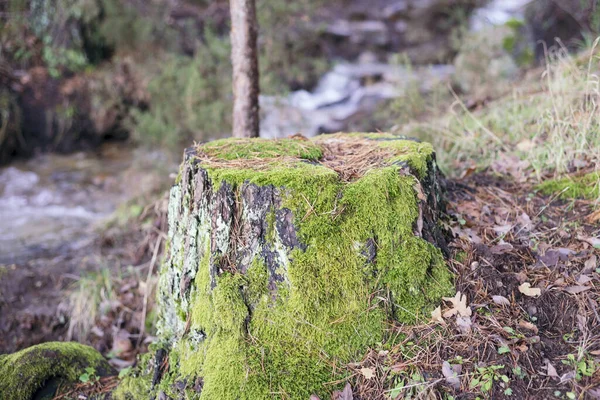 Primer Plano Tocón Árbol Cubierto Musgos Bosque Bajo Luz Del — Foto de Stock