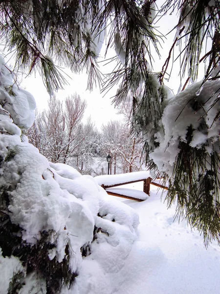 一个有美丽的云杉树覆盖着雪的公园的垂直照片 — 图库照片