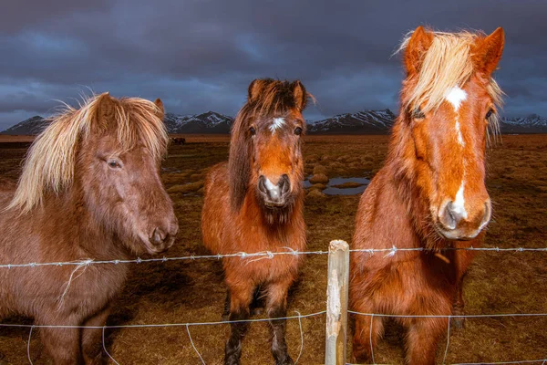 눈덮인 아이슬란드 말들의 — 스톡 사진