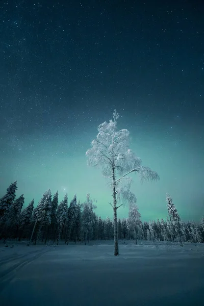 Colpo Verticale Alberi Ricoperti Neve Sotto Magico Cielo Blu Durante — Foto Stock