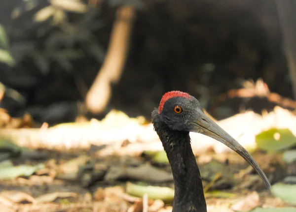 Μια Κοντινή Άποψη Της Κεφαλής Του Κόκκινου Naped Ibis Στο — Φωτογραφία Αρχείου