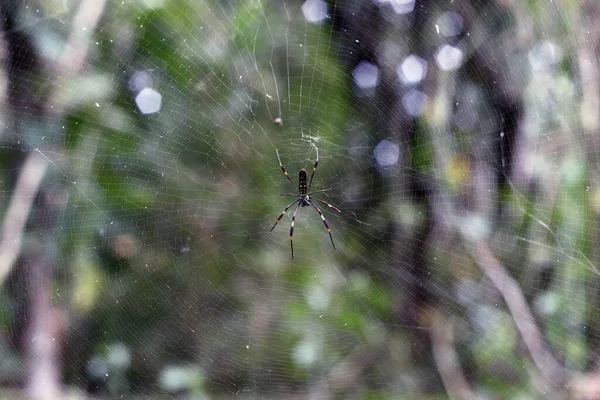 蜘蛛网上的球织蜘蛛的选择性焦点照片 — 图库照片