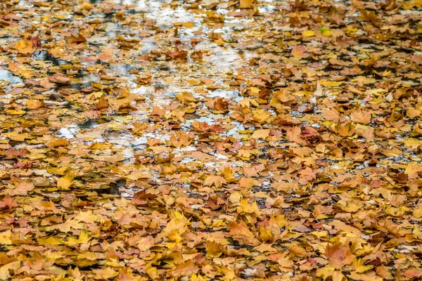 Gros Plan Feuillage Automne Altéré — Photo