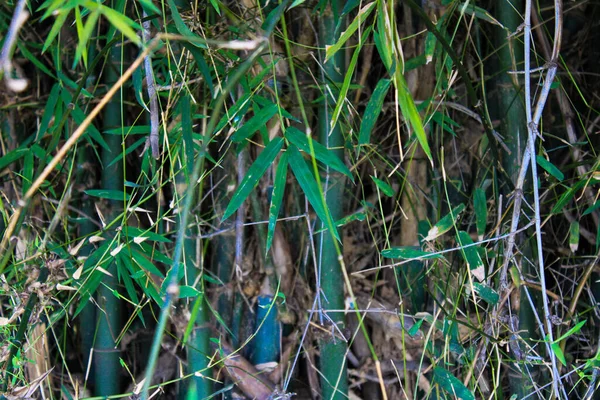 Eine Selektive Fokusaufnahme Von Bambusbaumstämmen — Stockfoto