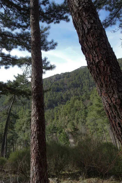 Tiro Vertical Uma Bela Floresta Com Árvores Vegetação — Fotografia de Stock