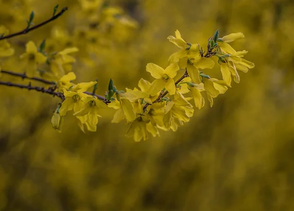 Tiro Close Belas Flores Amarelas Forsythia Fundo Borrado — Fotografia de Stock