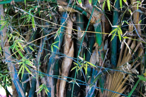 Μια Επιλεκτική Εστίαση Των Κορμών Δένδρων Μπαμπού — Φωτογραφία Αρχείου