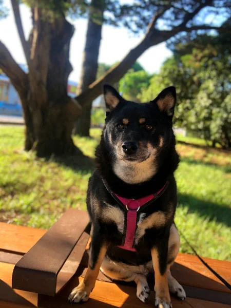 Tiro Vertical Shiba Inu Preto Com Arnês Sentado Banco Parque — Fotografia de Stock