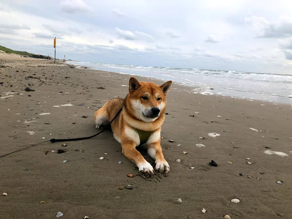 Zbliżenie Ujęcie Brązowego Shiba Inu Uprzężą Leżącą Piaszczystej Plaży — Zdjęcie stockowe