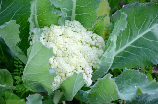 Closeup Cauliflower Growing Farm Field Sunlight — Stock Photo, Image